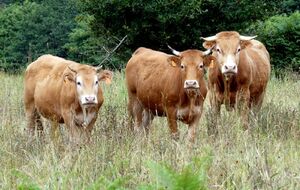 Vaches Limousines de couleur marron beige, plus claire sous le ventre et autour des yeux et du mufle, avec des muqueuses rose clair.